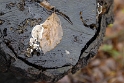 Baum_DSC1713 Kopie.jpg   26.04